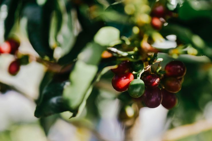Coffee plant